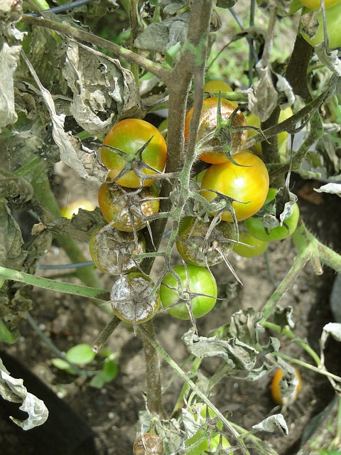 phythoptora tomaat