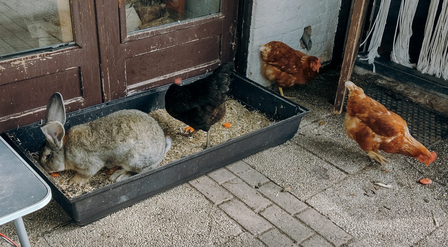 Kippen en konijnen samenhouden