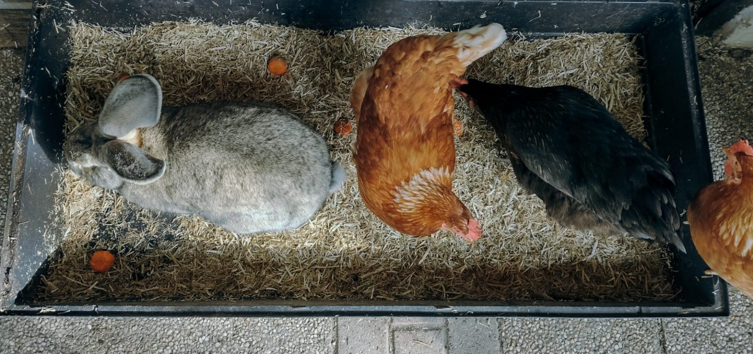 Kan je een konijn alleen houden? - konijnen en gezelschap - Doepserleven.nl