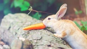 wat mag een konijn eten