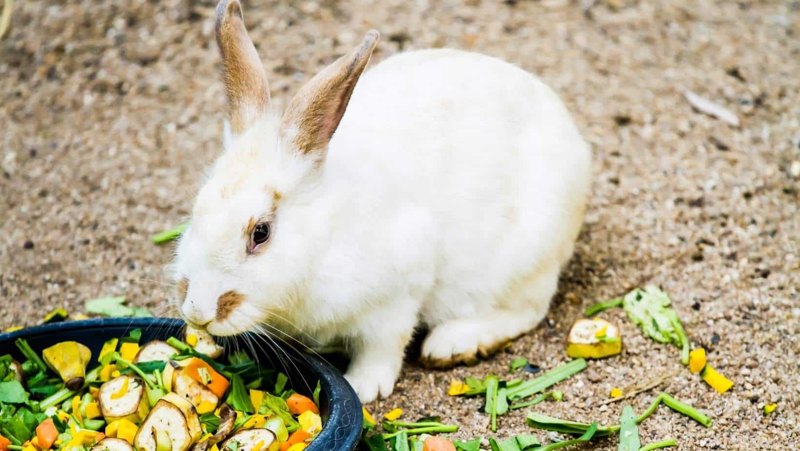 Wat Mag Een Konijn Eten Handige Lijst Doepserleven Nl