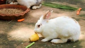 wat mag een konijn niet eten