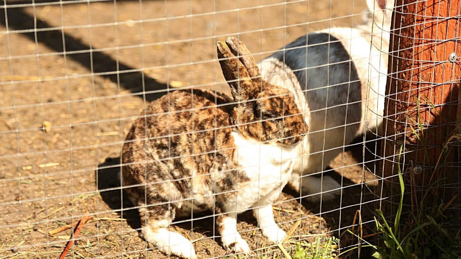 Alles over konijnen houden - hoeveel ruimte heeft een konijn nodig