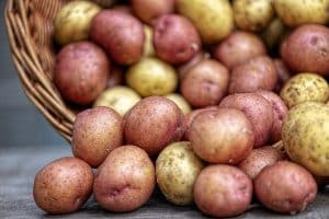 kweek aardappels