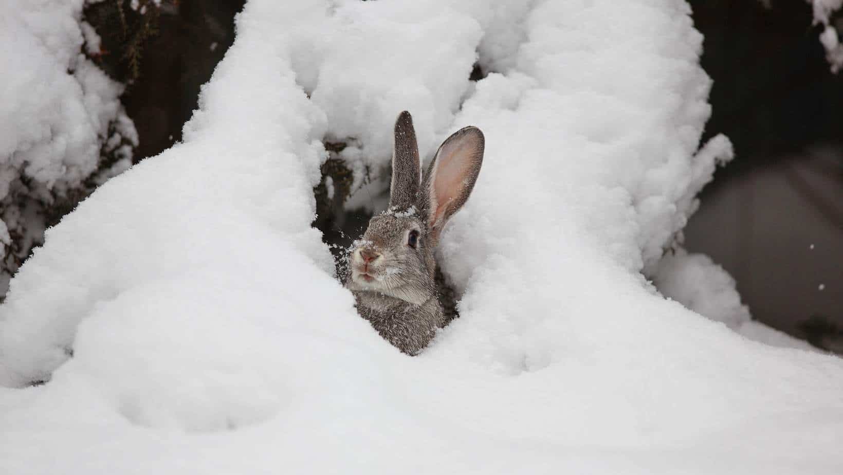 Kunnen Konijnen In De Winter Buiten