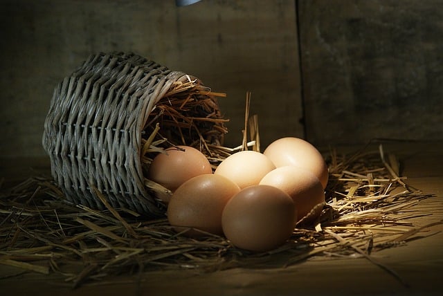 Perceptueel Tropisch Oh jee Gemakkelijk je eigen verse eieren verkopen - Doepserleven.nl