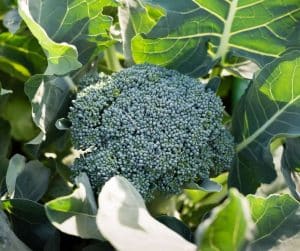 broccoli plant kweken