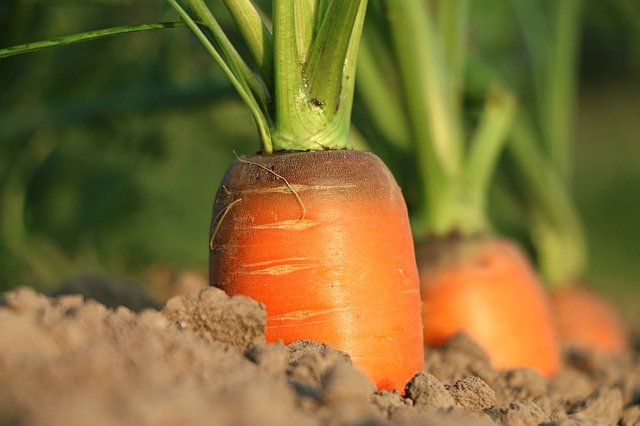 wortel kweken