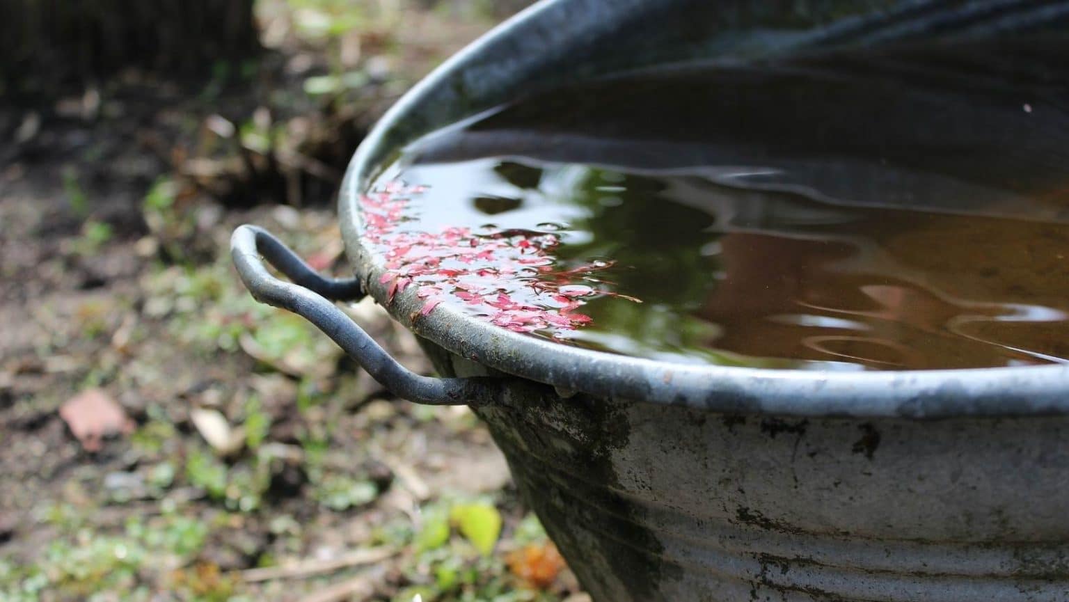 Geld besparen in de tuin 10 tips Doepserleven.nl