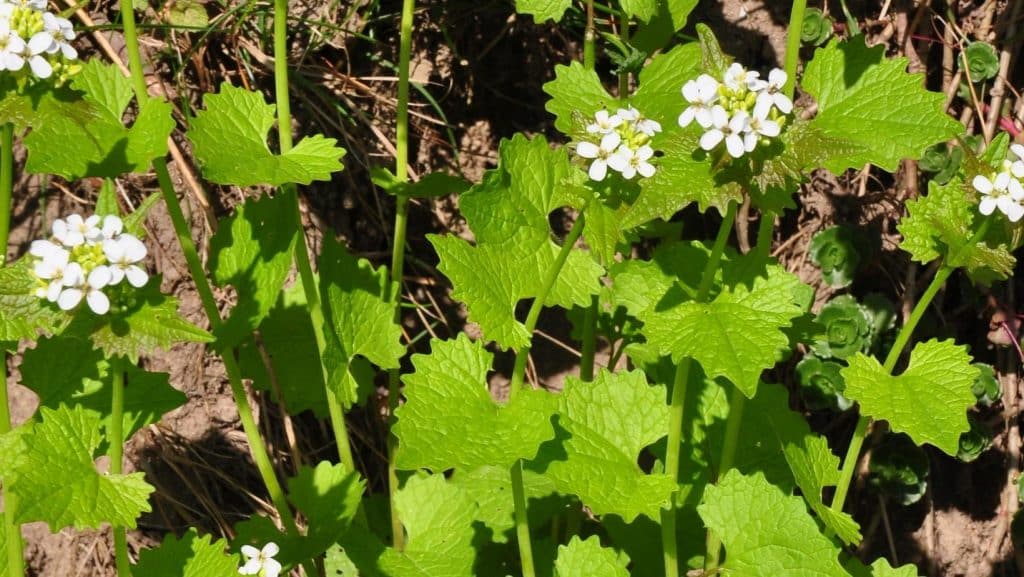 wildpluk look-zonder-look