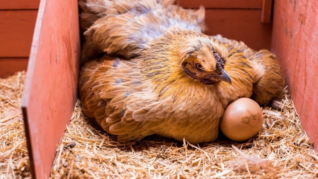 waarom je kippen stoppen met eieren leggen