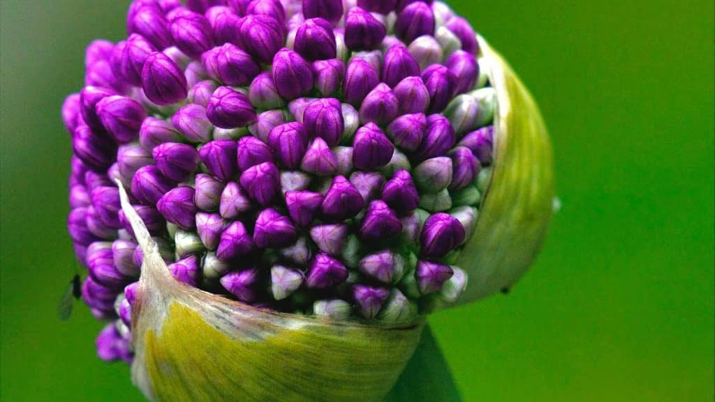 Allium ampeloprasum – Oerprei/Doorlevende prei/Olifantenknoflook