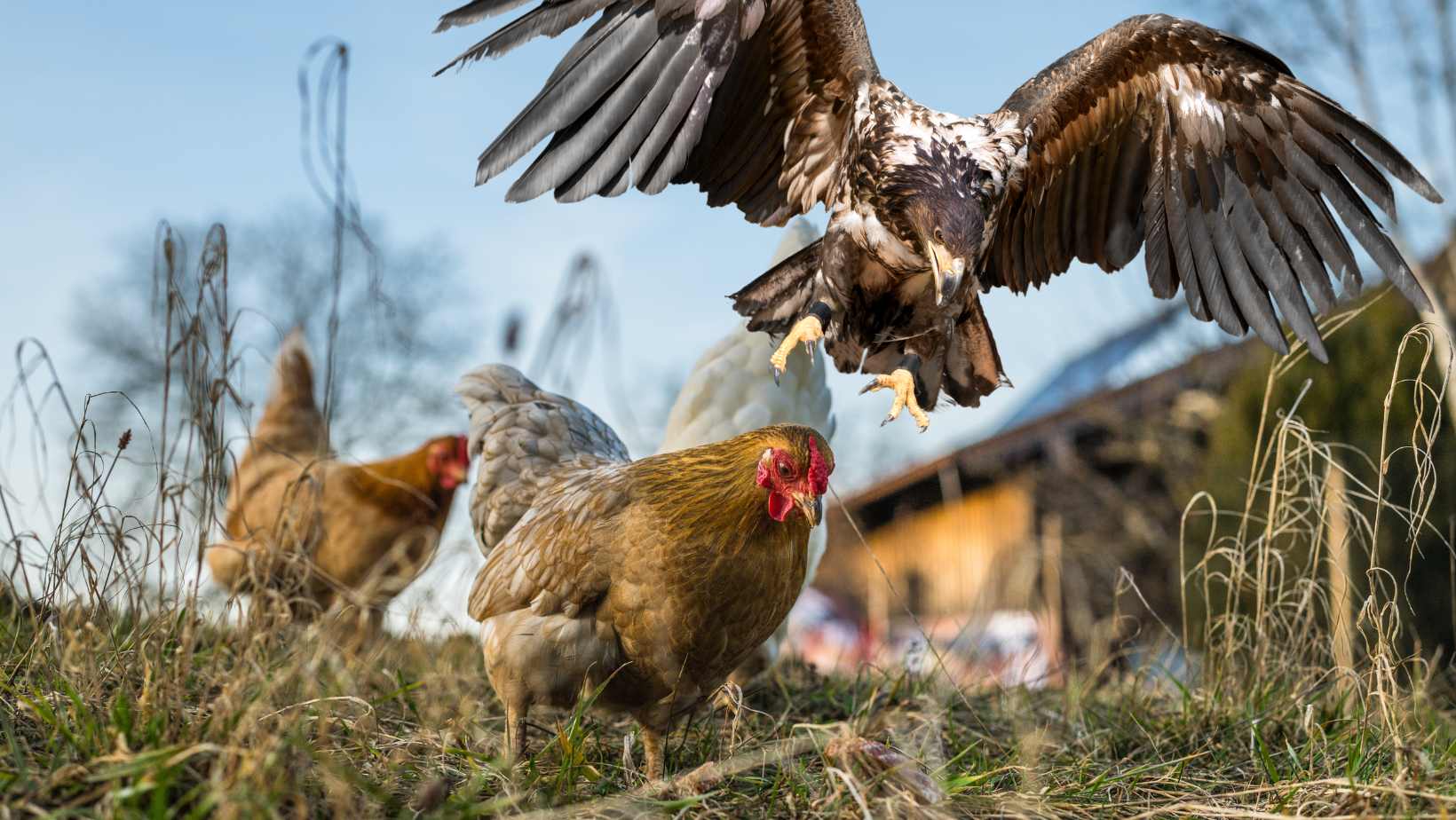 5 Tips om je kippen te beschermen tegen roofdieren