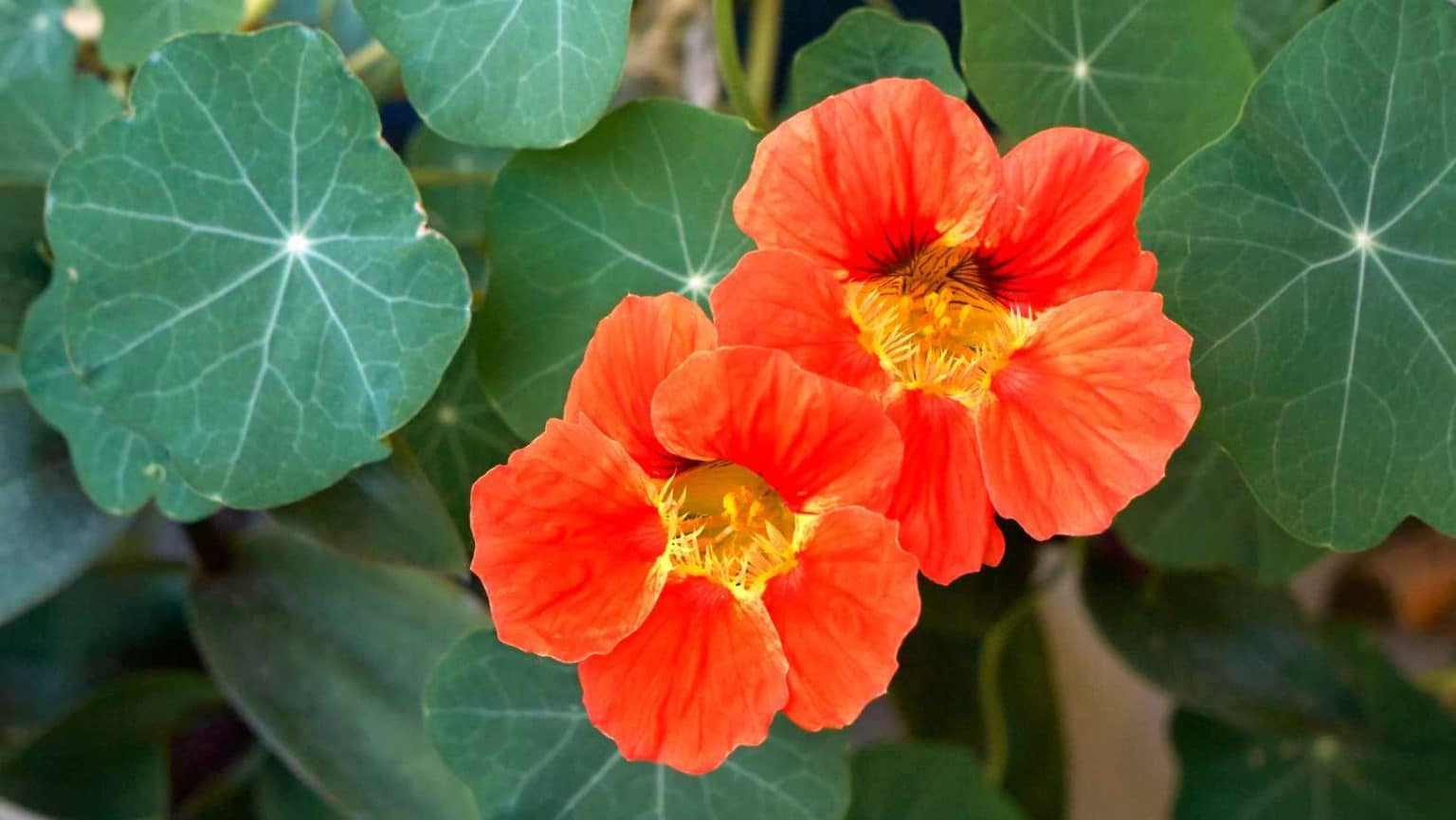 Alles Over De Oost Indische Kers Tropaeolum Majus Doepserleven nl alles-over-de-oost-indische-kers-tropaeolum-majus-doepserleven-nl