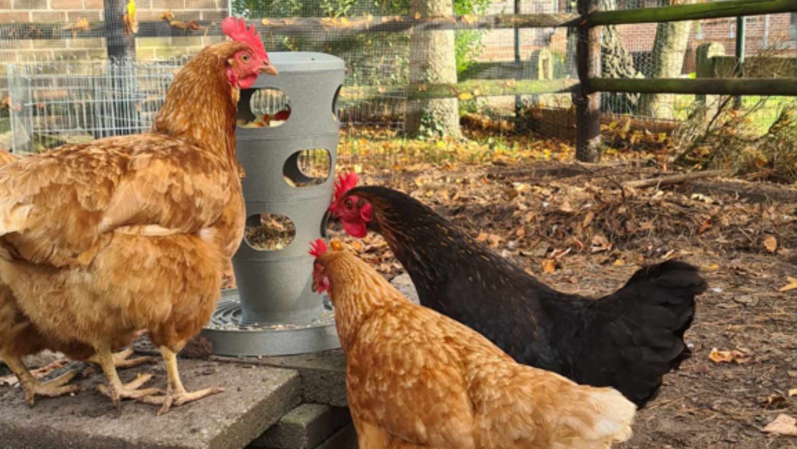 verveling bij kippen voorkomen beeztees beoorderling