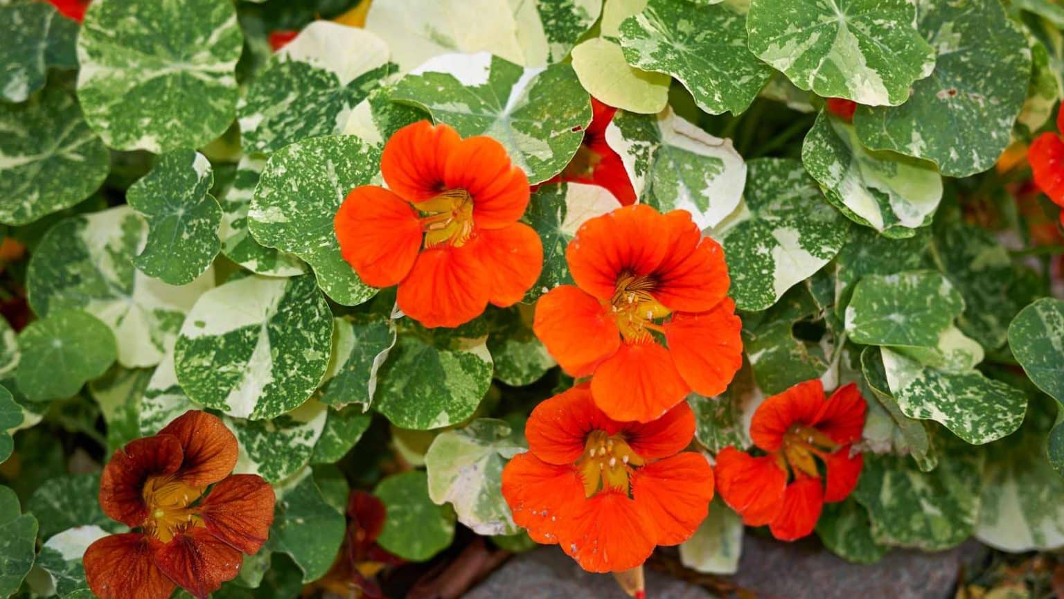 Alles Over De Oost Indische Kers Tropaeolum Majus Doepserleven nl alles-over-de-oost-indische-kers-tropaeolum-majus-doepserleven-nl